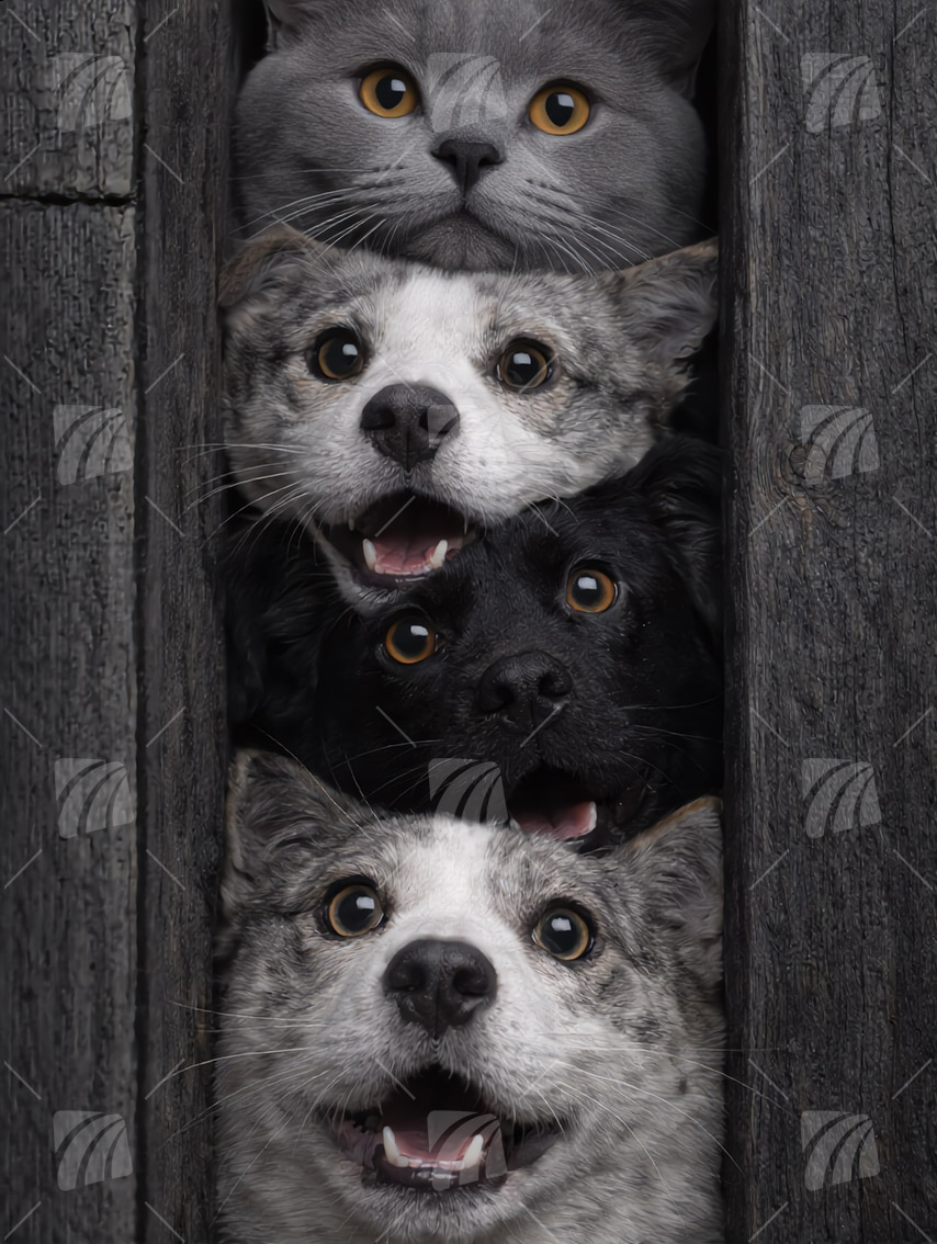 Curious 1 Tiere Wandbild auf Aluminium Dibond Spanntuch